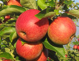 pommes